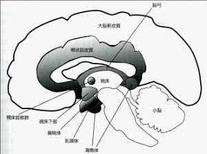 人間脳と動物脳